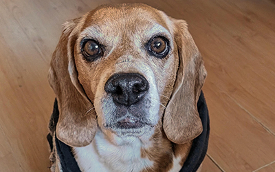 Mo - PPL Sponsored Dental Treatment